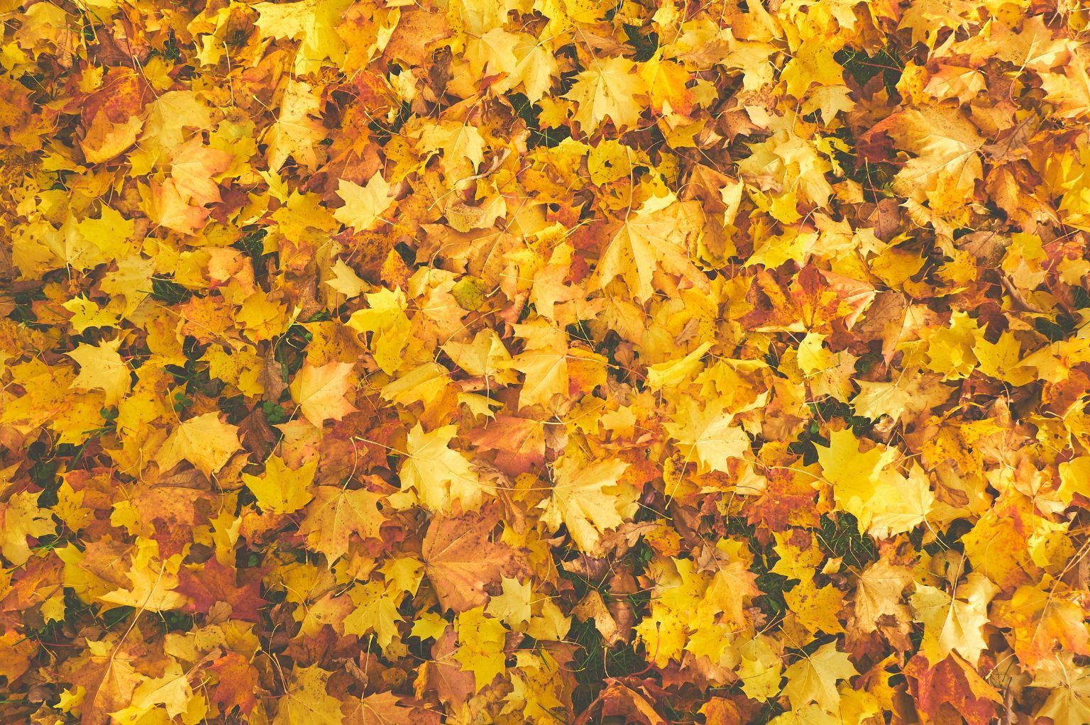 herfstbladen
